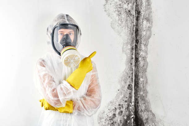 St Augustine Shores, FL Mold Removal Services Company