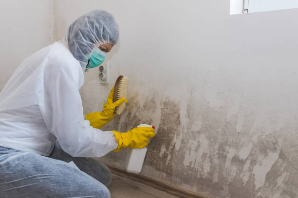 Best Biohazard Mold Removal  in St Augustine Shores, FL